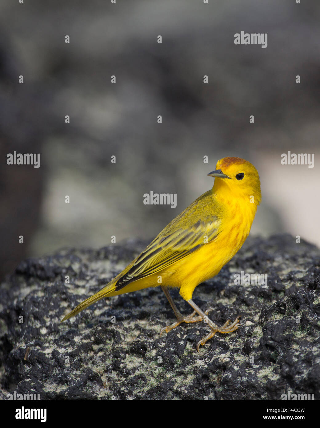 La Paruline jaune (Dendroica petechia) mâle Banque D'Images