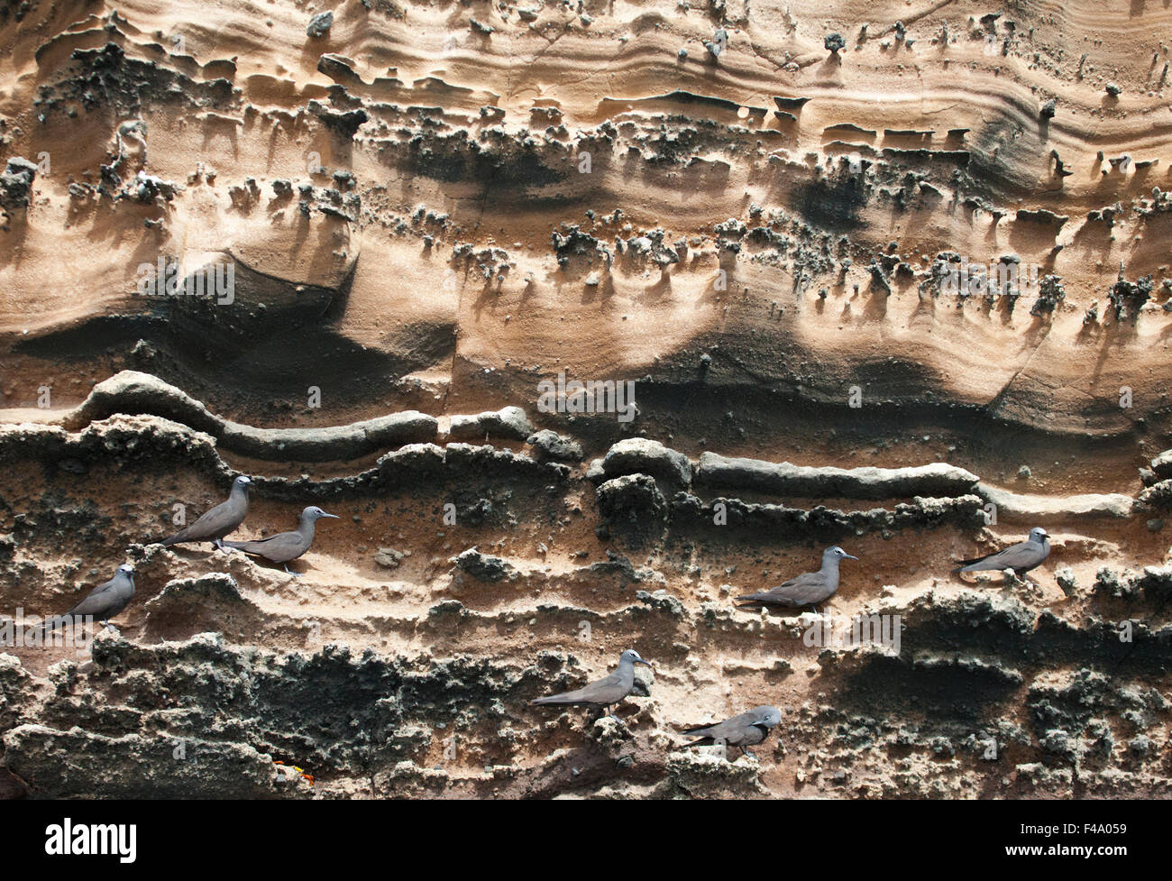 Brun Noddy sternes (Anous stolidus) perche sur des couches de cendres volcaniques dans cette falaise de tuf sur Volcán Equateur dans les îles Galapagos Banque D'Images