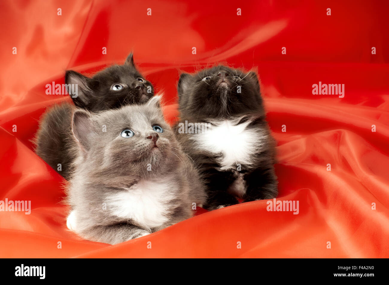 Petits chatons duveteux Banque D'Images