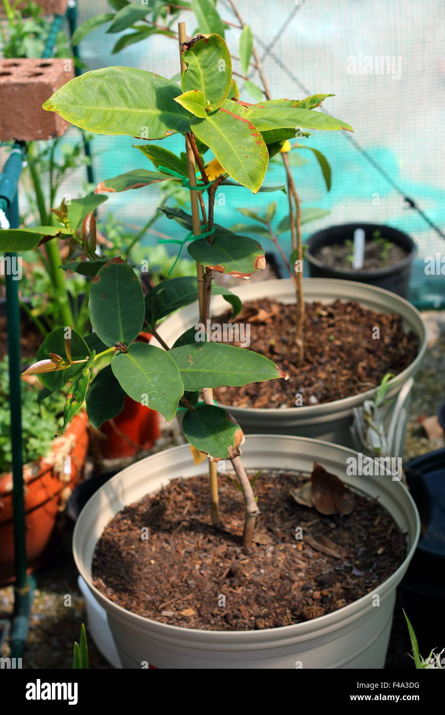 Syzygium samarangense croissante ou connu sous le nom de Wax jambu dans un pot Banque D'Images