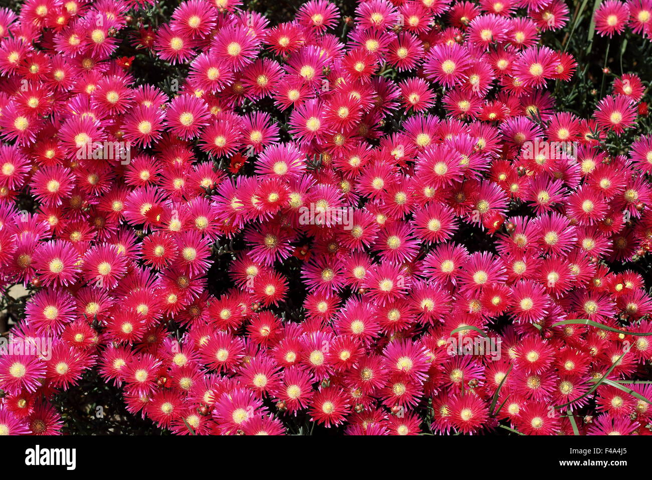 Cochon rouge fleurs face ou Mesembryanthemum , usine à glace, fleurs en pleine floraison de marguerites Livingstone Banque D'Images