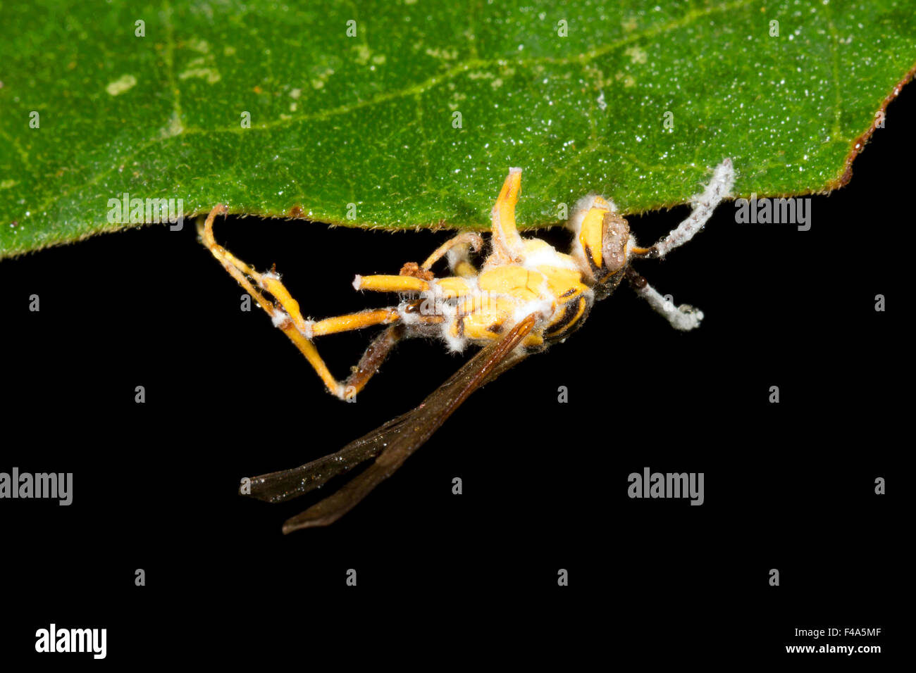 Wasp infectés par le champignon Cordyceps, Equateur Banque D'Images