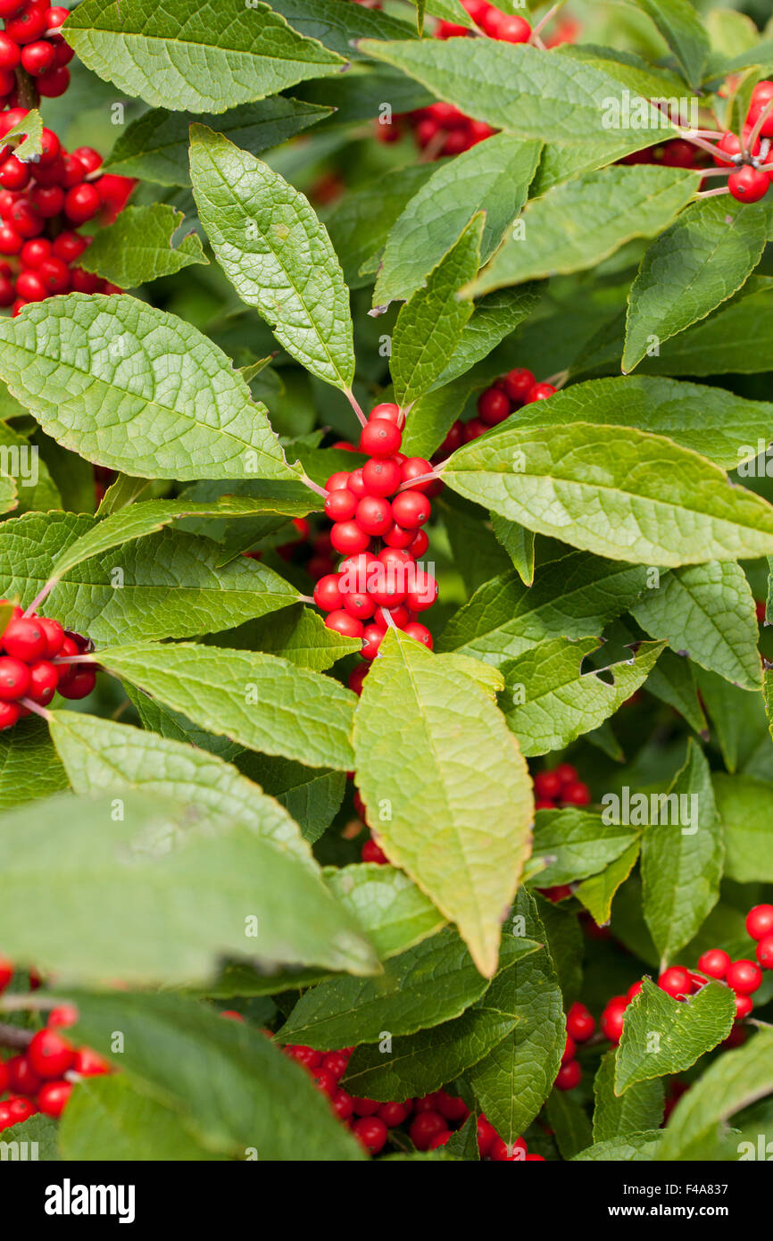 Winterberry houx (Ilex verticillata) - arbuste rouge hiver feuilles et baies - Virginia USA Banque D'Images