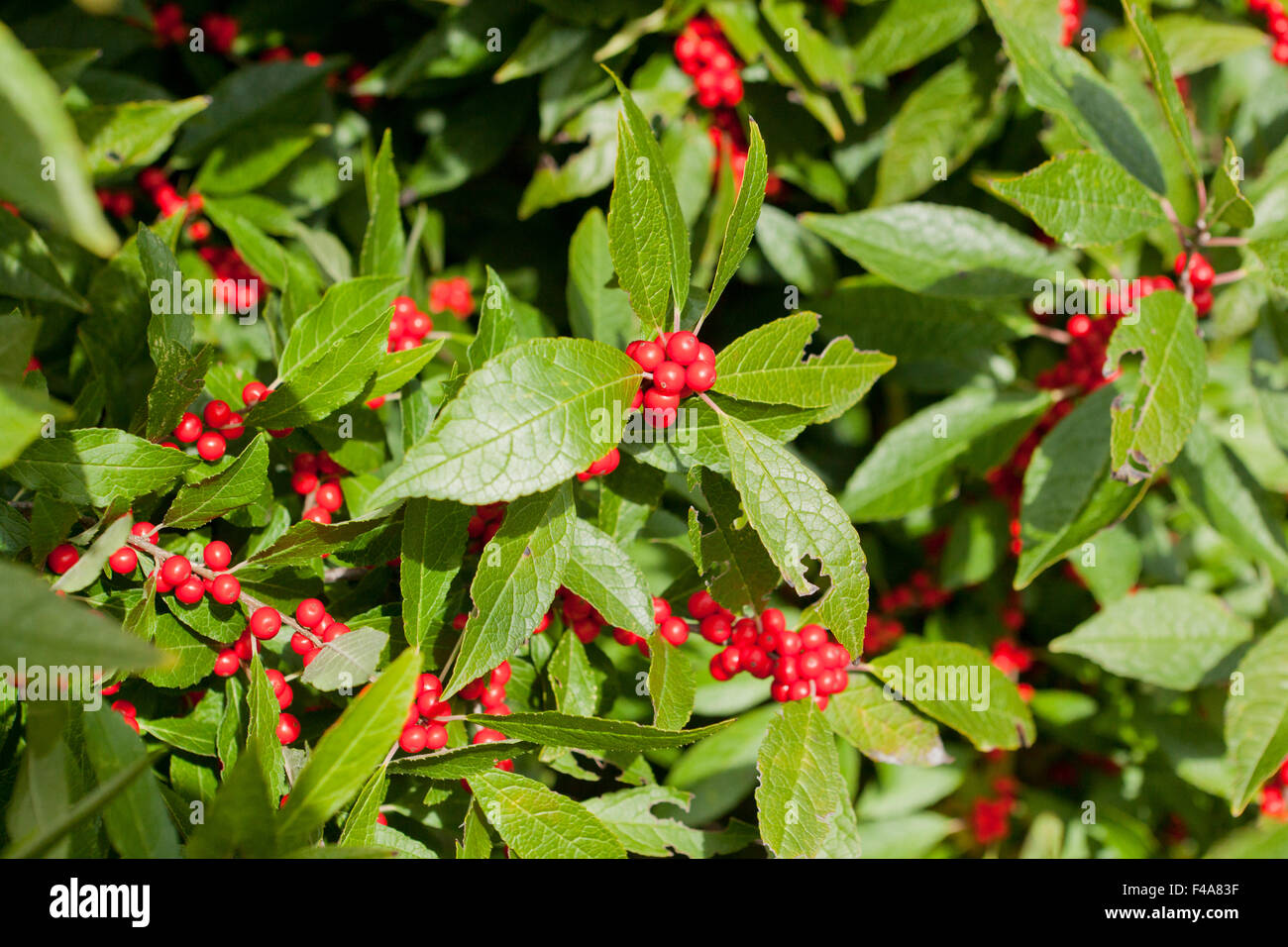 Winterberry houx (Ilex verticillata) - arbuste rouge hiver feuilles et baies - Virginia USA Banque D'Images