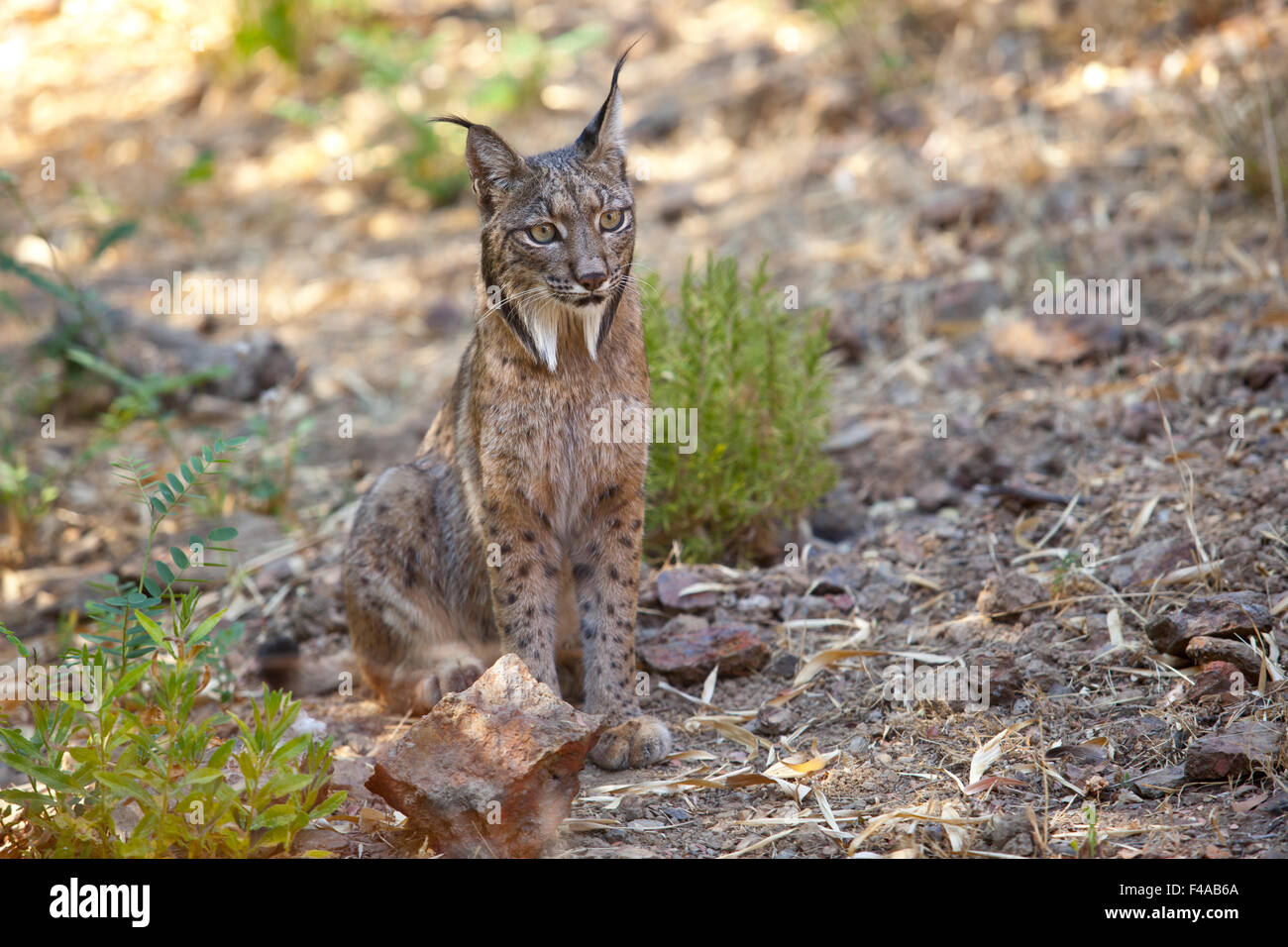 Le lynx ibérique ou Lynx pardinus à Wild Life Park Banque D'Images