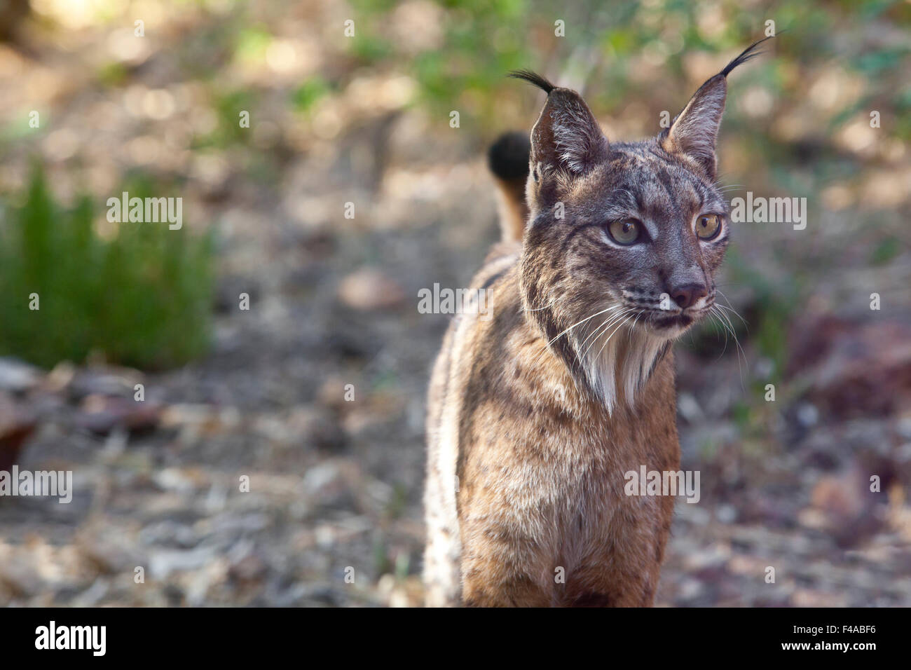 Le lynx ibérique ou Lynx pardinus à Wild Life Park Banque D'Images