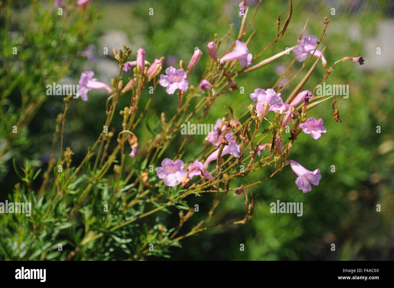 Himalayan gloxinia Banque D'Images