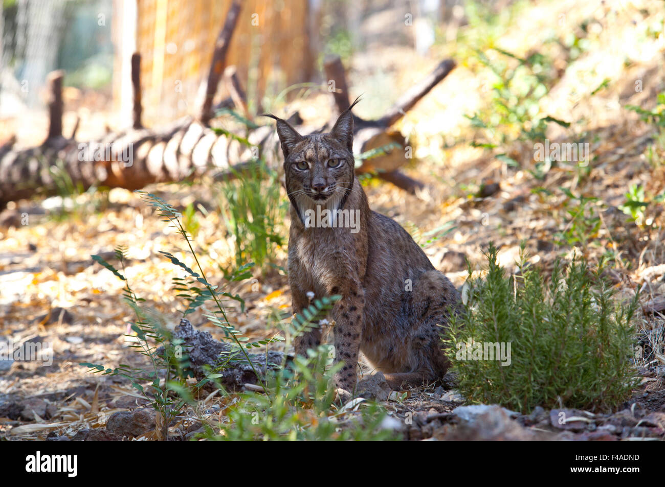 Le lynx ibérique ou Lynx pardinus à Wild Life Park Banque D'Images