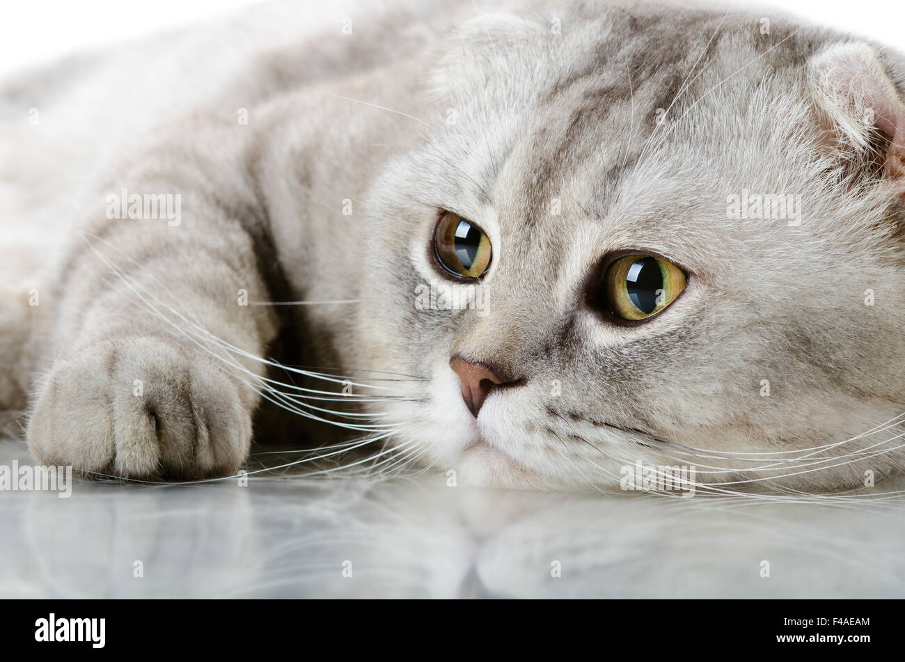 chat Banque D'Images