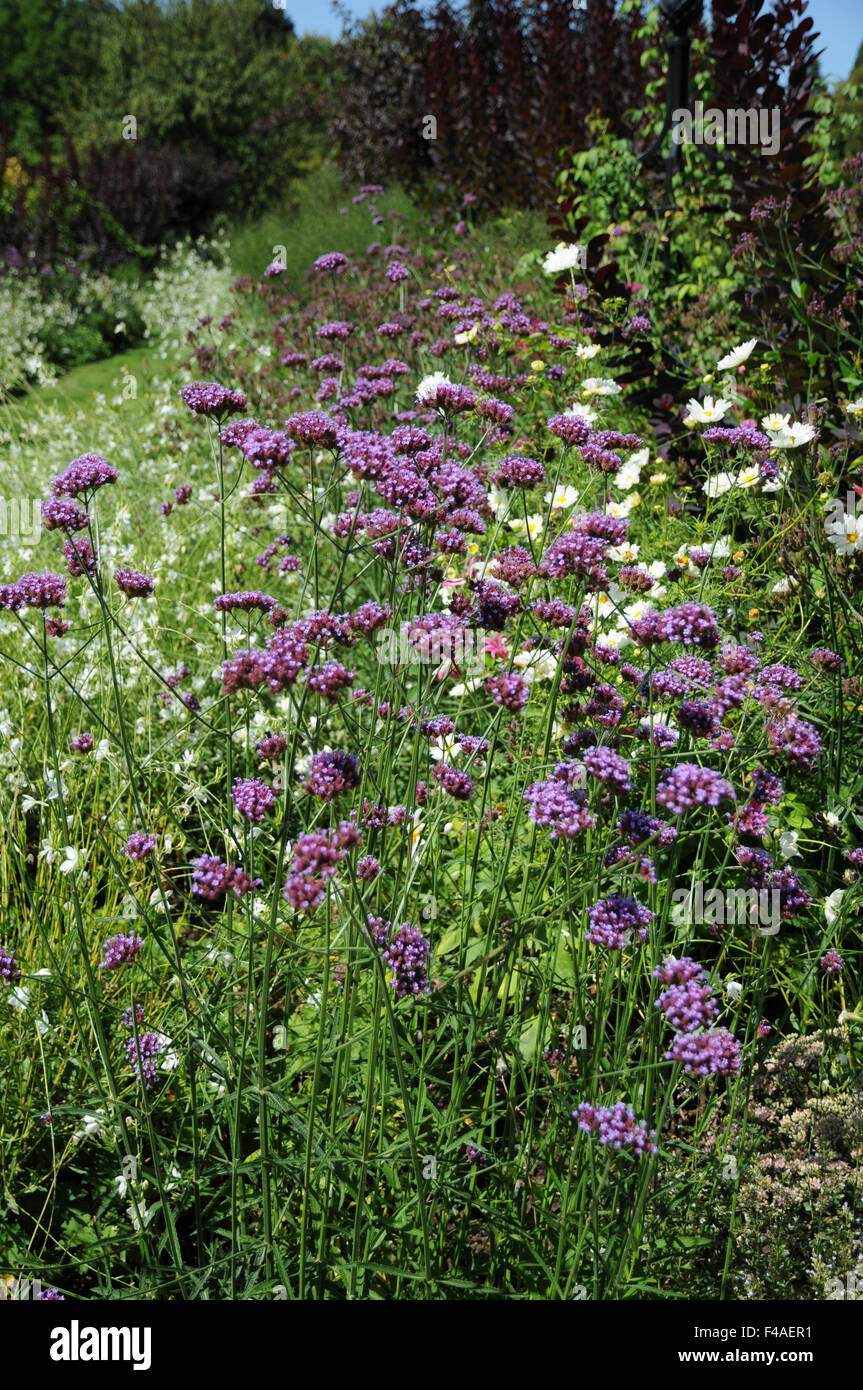 Purpletop vervain Banque D'Images