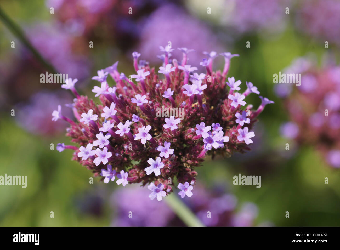 Purpletop vervain Banque D'Images