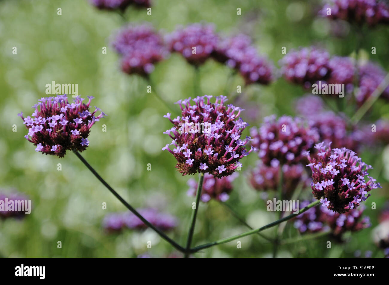 Purpletop vervain Banque D'Images