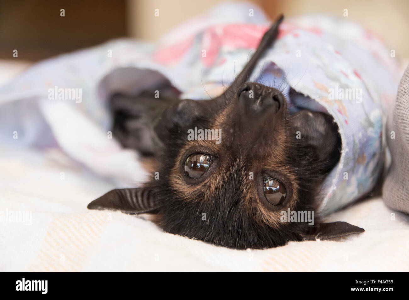 Bebe Ours A Lunettes Bat Iii Photo Stock Alamy