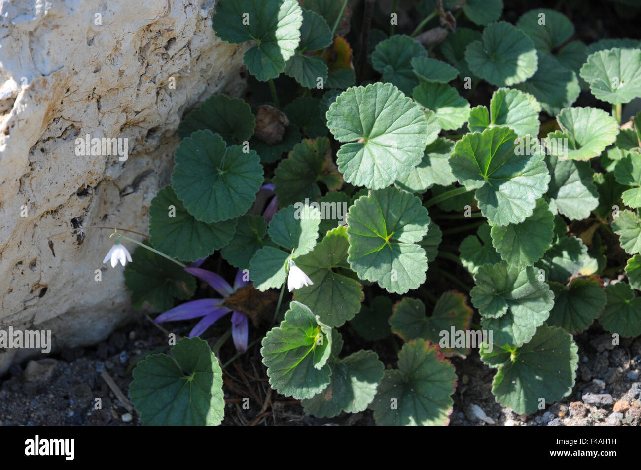 Pelargonium turc Banque D'Images