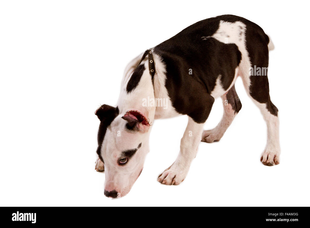 American Staffordshire terrier dog Banque D'Images