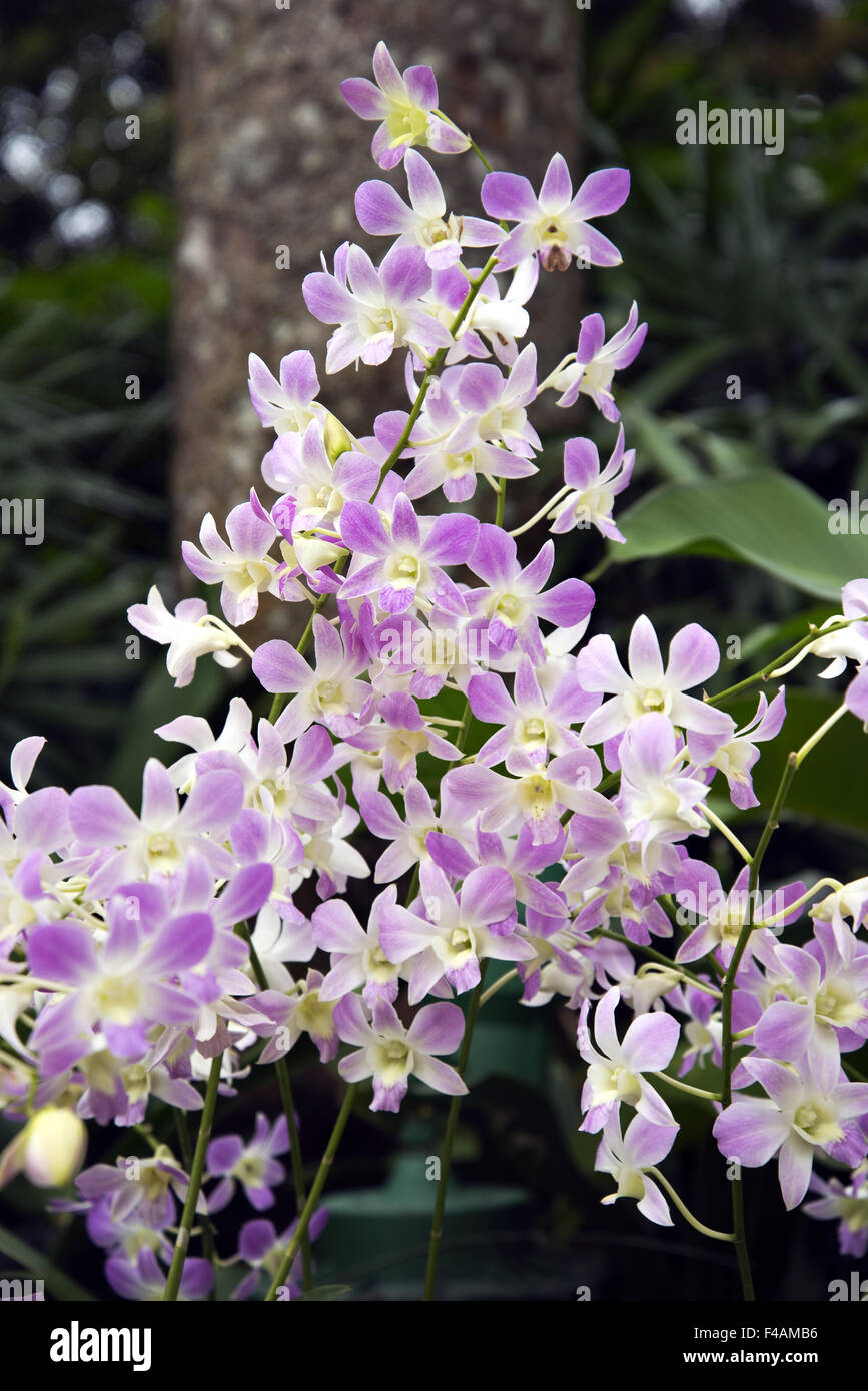 Fleurs d’orchidées Banque D'Images