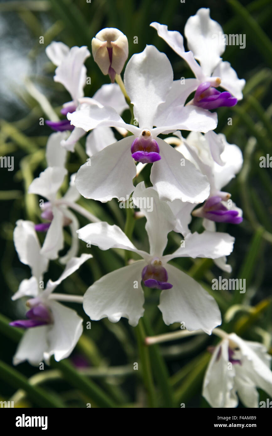 Orchidées tropicales Banque D'Images