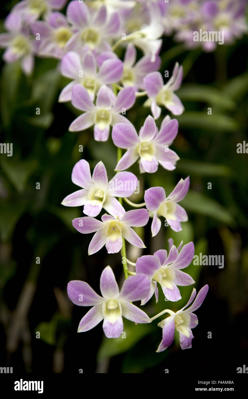 Fleurs d'une orchidée exotique Banque D'Images