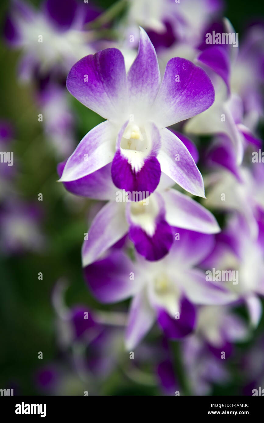 Fleurs d'une orchidée Banque D'Images