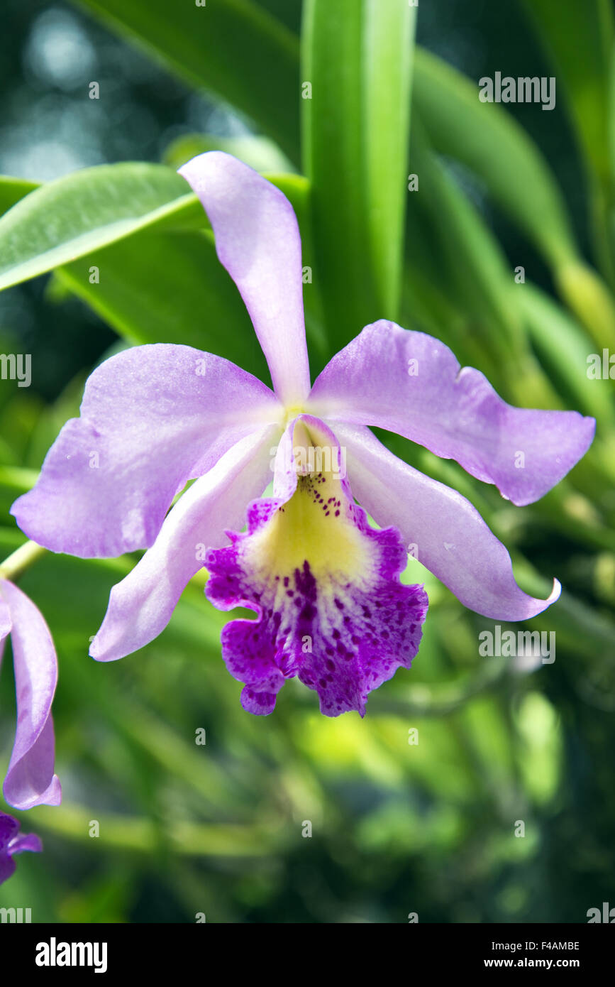 Orchidée Cattleya Banque D'Images