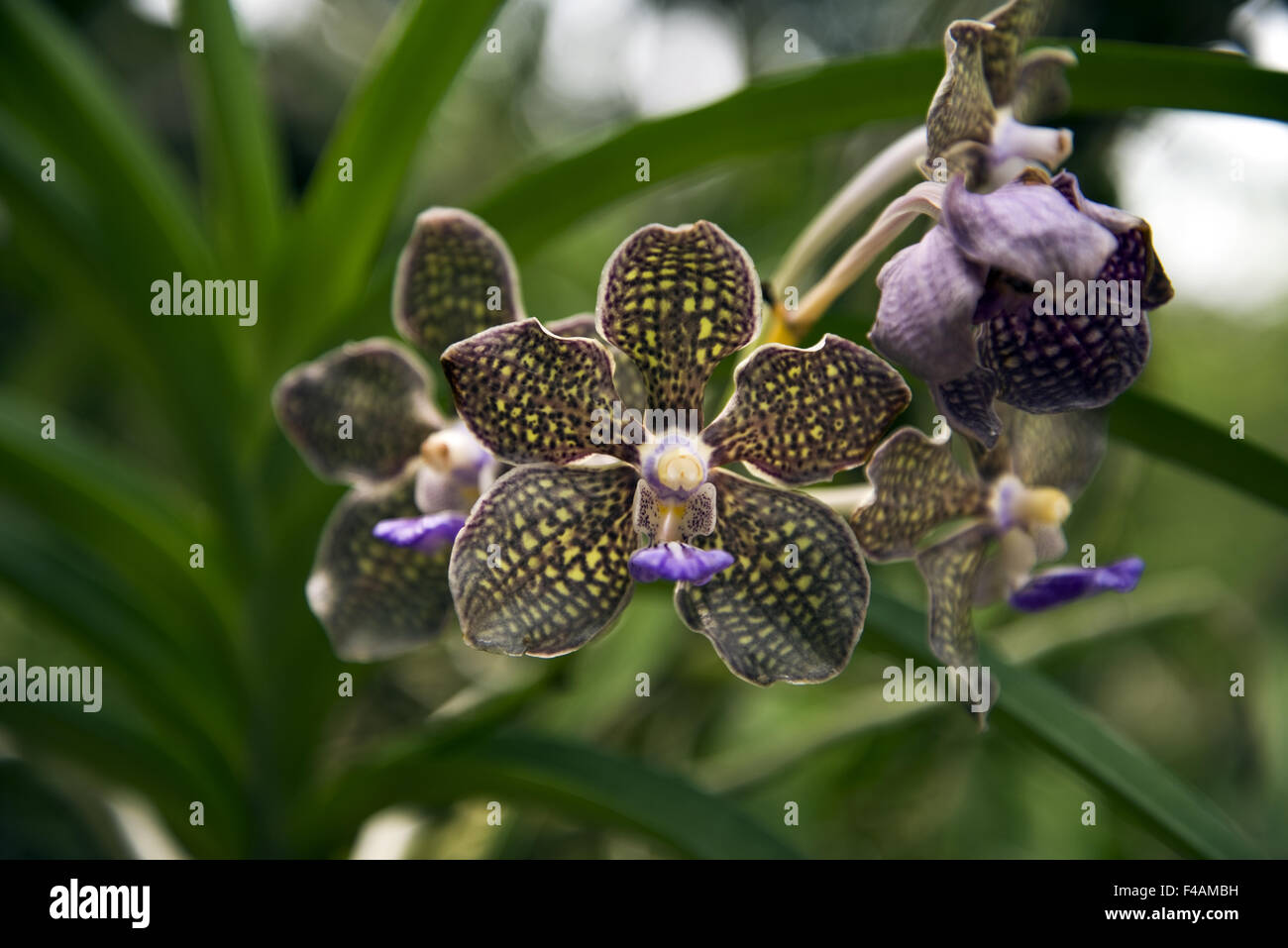 Orchidées tropicales Banque D'Images
