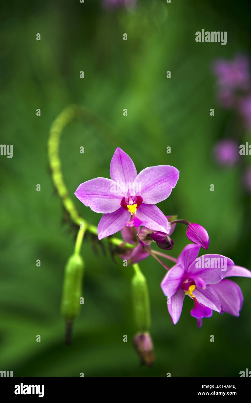 Fleurs d’orchidées Banque D'Images