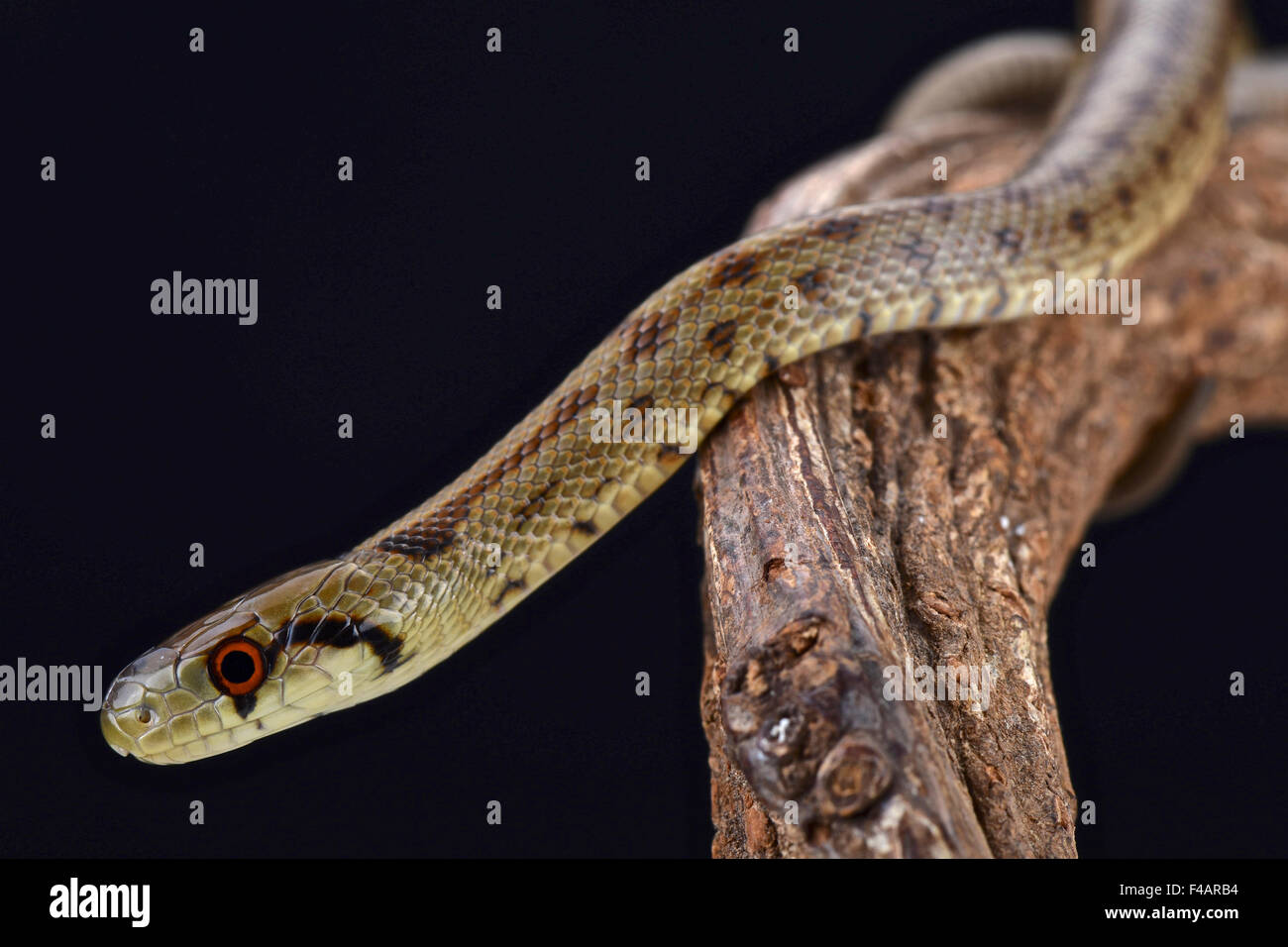 L'Italien Aesculapian Snake (Zamenis lineatus) Banque D'Images