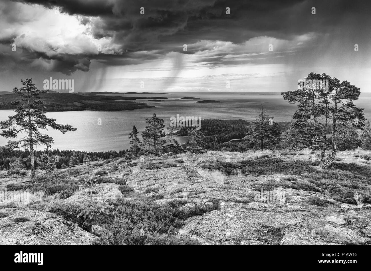 Pluie, le parc NP, Haute Côte, Suède Banque D'Images