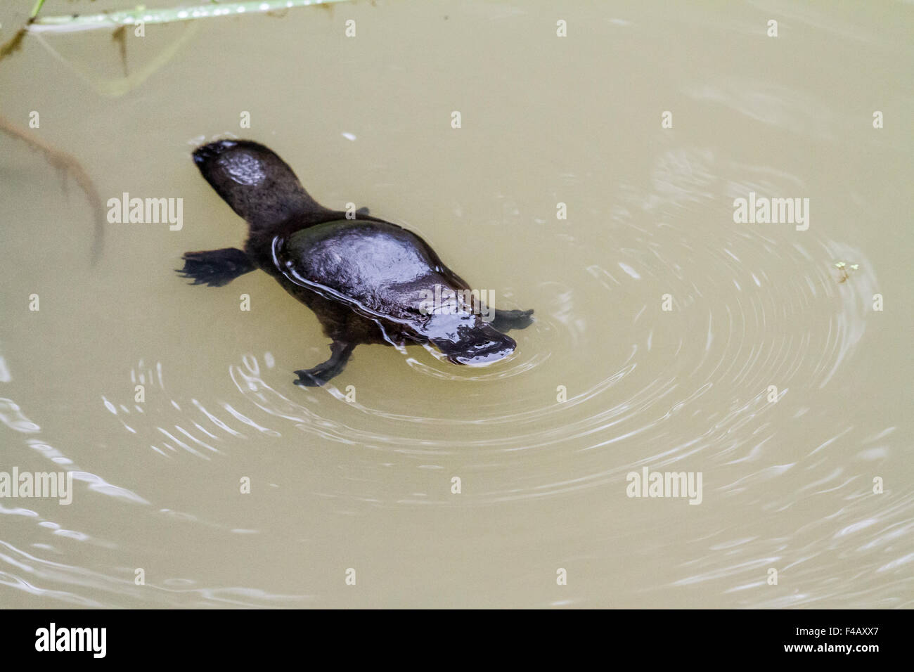 Ornithorynque Banque D'Images