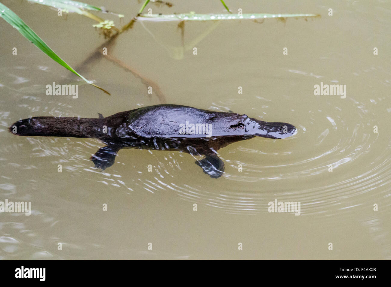 Ornithorynque Banque D'Images