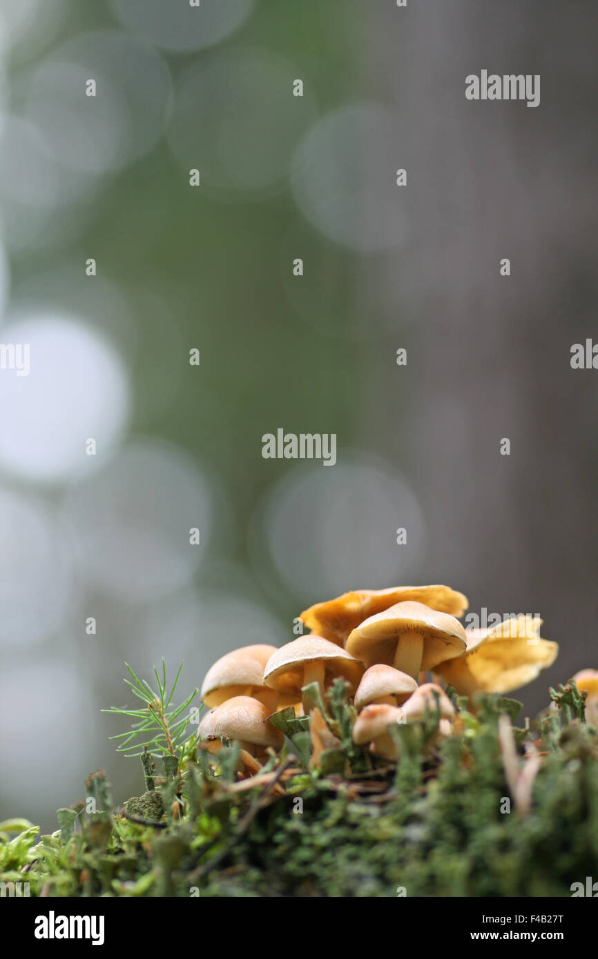 Hypholoma capnoides Banque D'Images