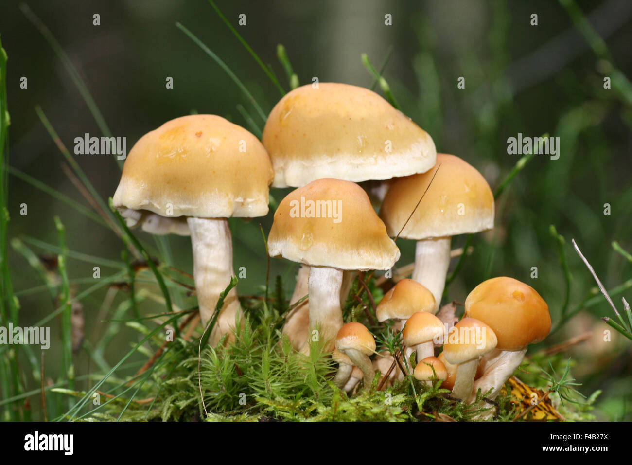 Hypholoma capnoides Banque D'Images