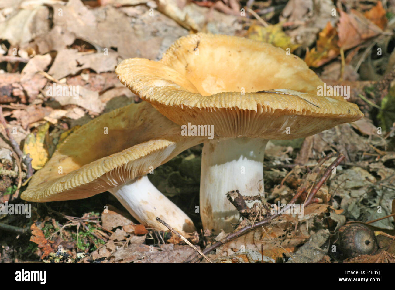 Russula foetens Banque D'Images
