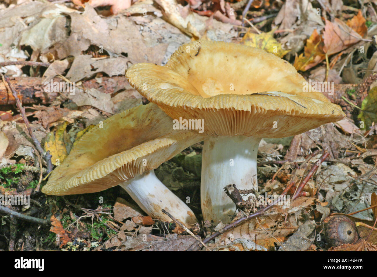 Russula foetens Banque D'Images