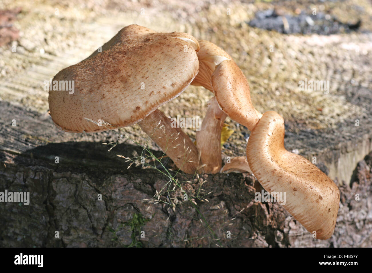 Champignon de miel Banque D'Images
