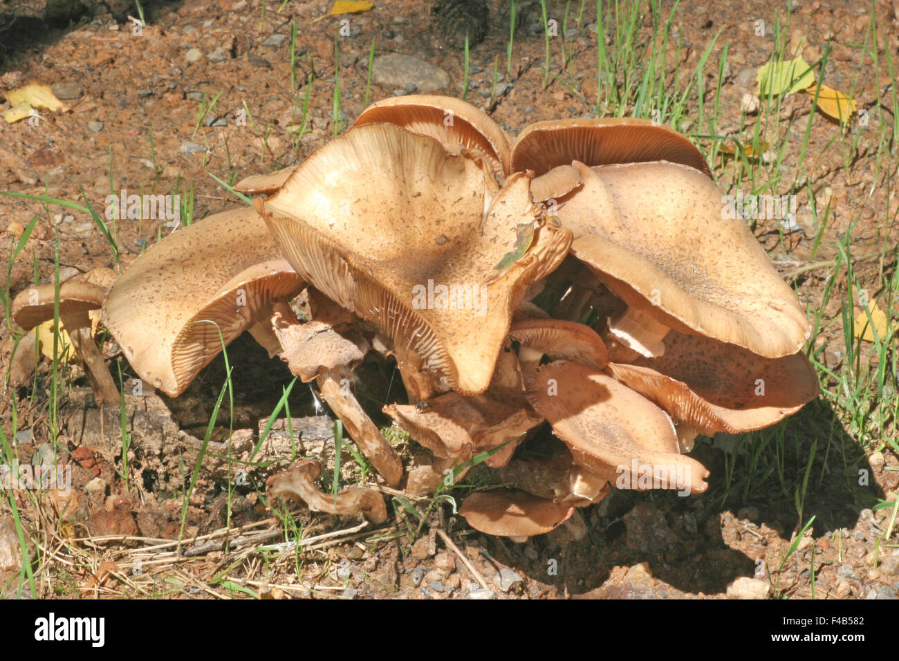 Champignon de miel Banque D'Images