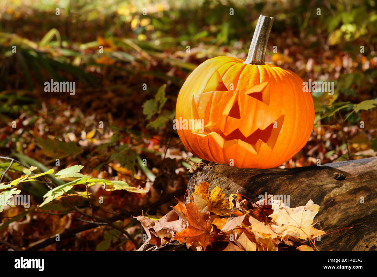 Funny face pumpkin sur tronc d'arbre dans la forêt Banque D'Images
