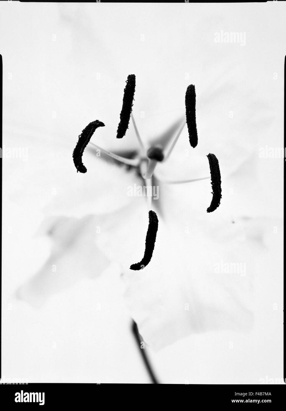 Abstract black noir et blanc catalogue 2 close-up contraste illusion imagination fleurs plantes inspiration simplicité Banque D'Images