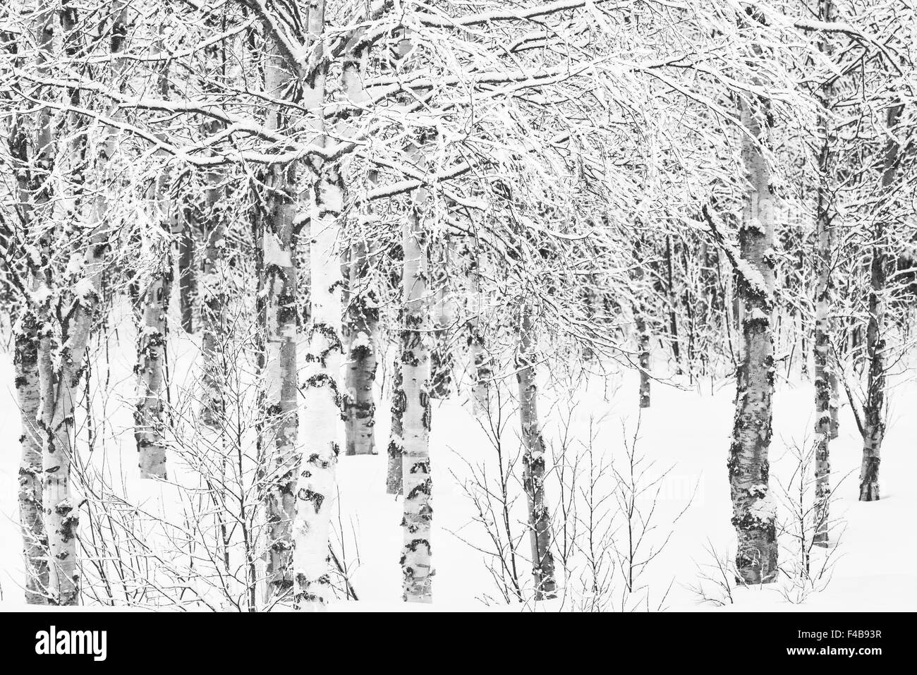 La neige a couvert de bouleaux, Laponie, Suède Banque D'Images