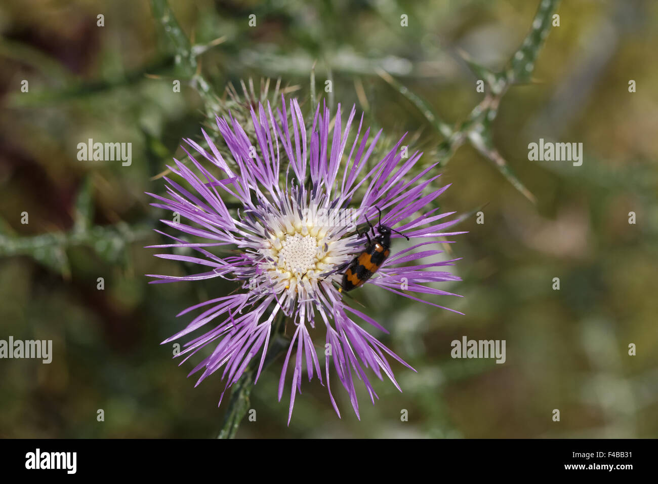 Galactites tomentosa, chardon pourpre Banque D'Images
