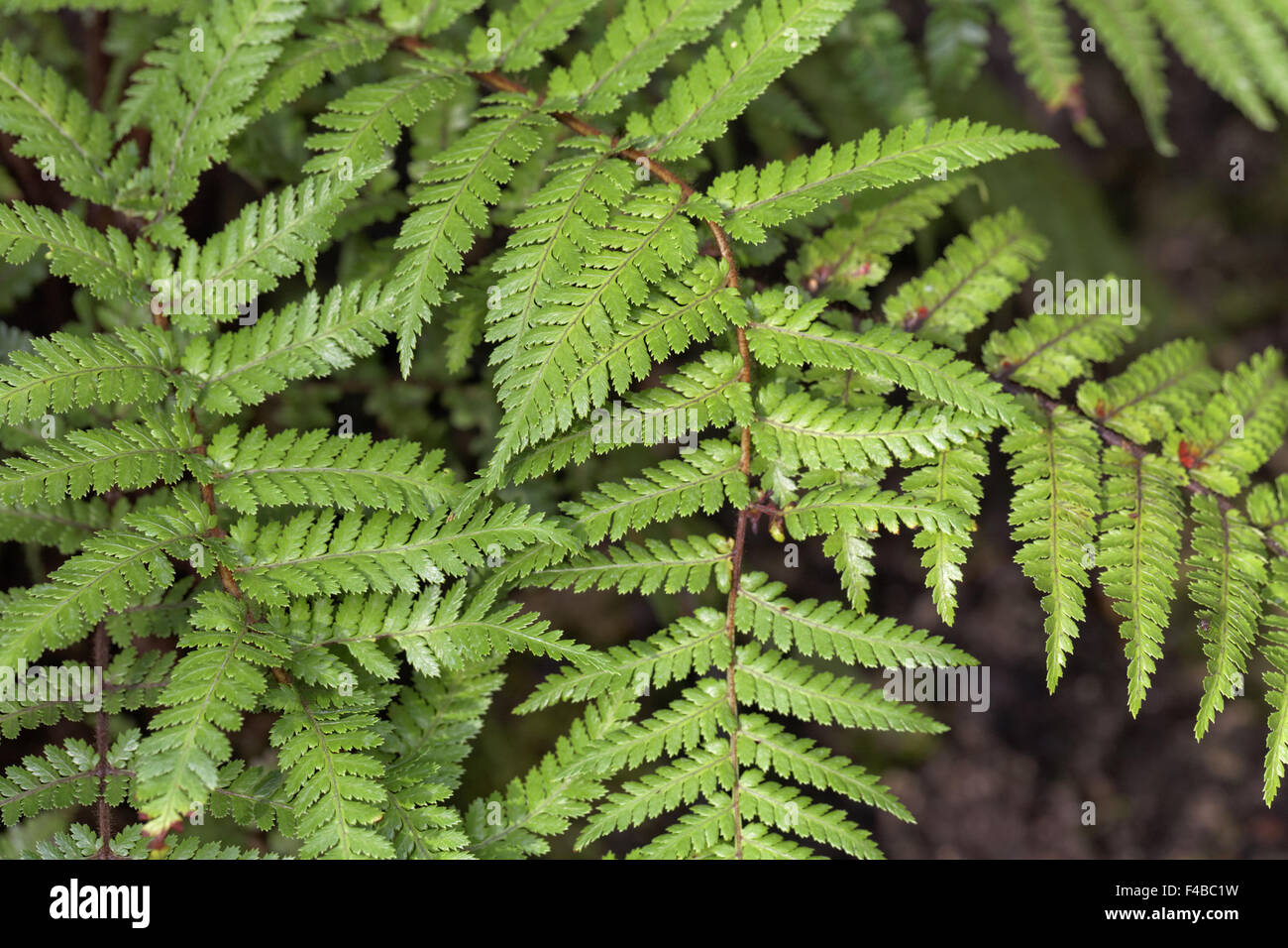 Dicksonia squarrosa, fougère arborescente rugueux Banque D'Images