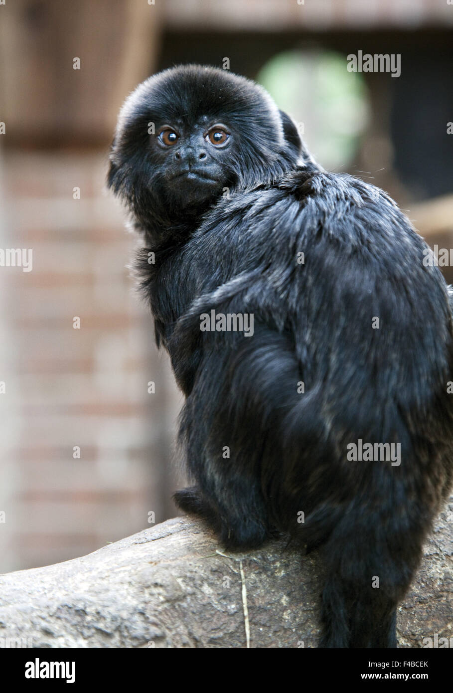 Animal dans le zoo de Dortmund. Banque D'Images