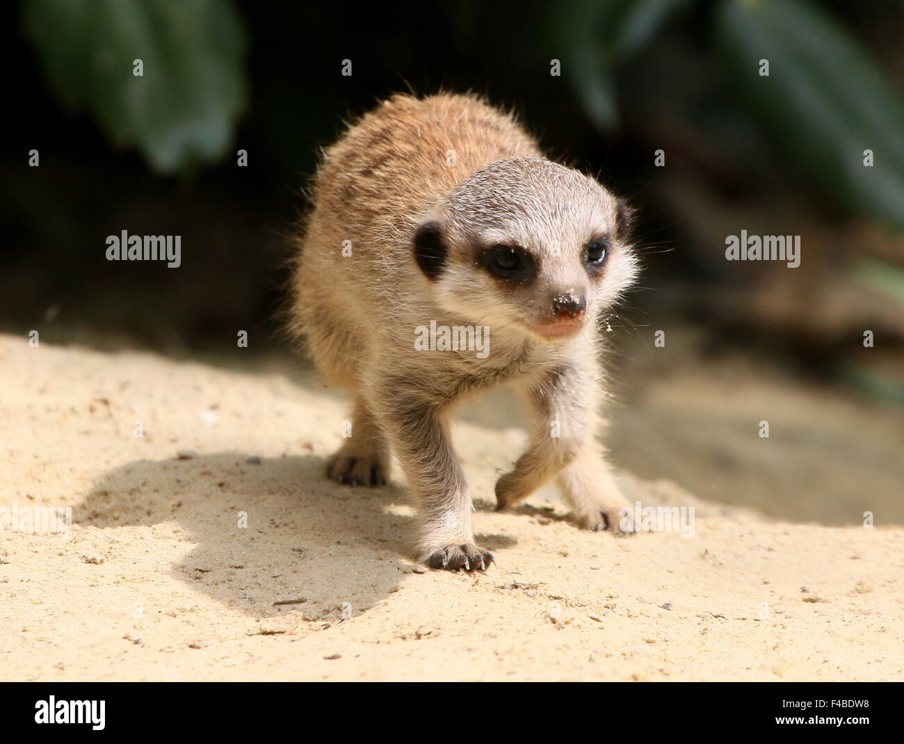 L'Afrique du Sud pour mineurs Meerkat (Suricata suricatta) marcher vers la caméra, low point de vue Banque D'Images