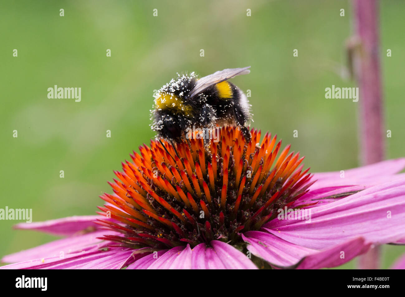Bumblebee sur une fleur 6 Banque D'Images