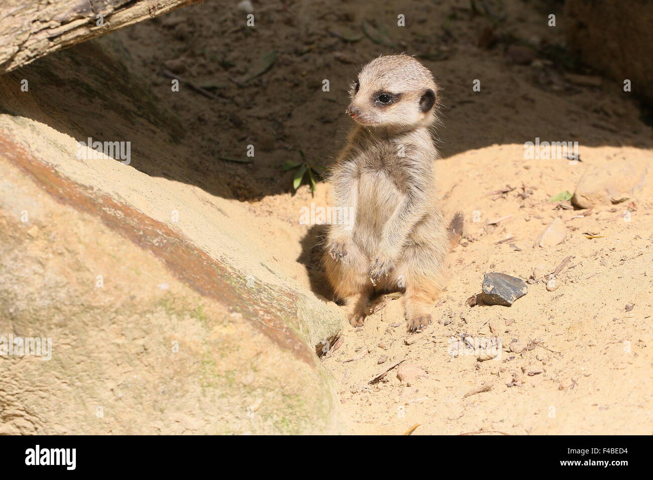 L'Afrique du Sud pour mineurs Meerkat (Suricata suricatta) Banque D'Images