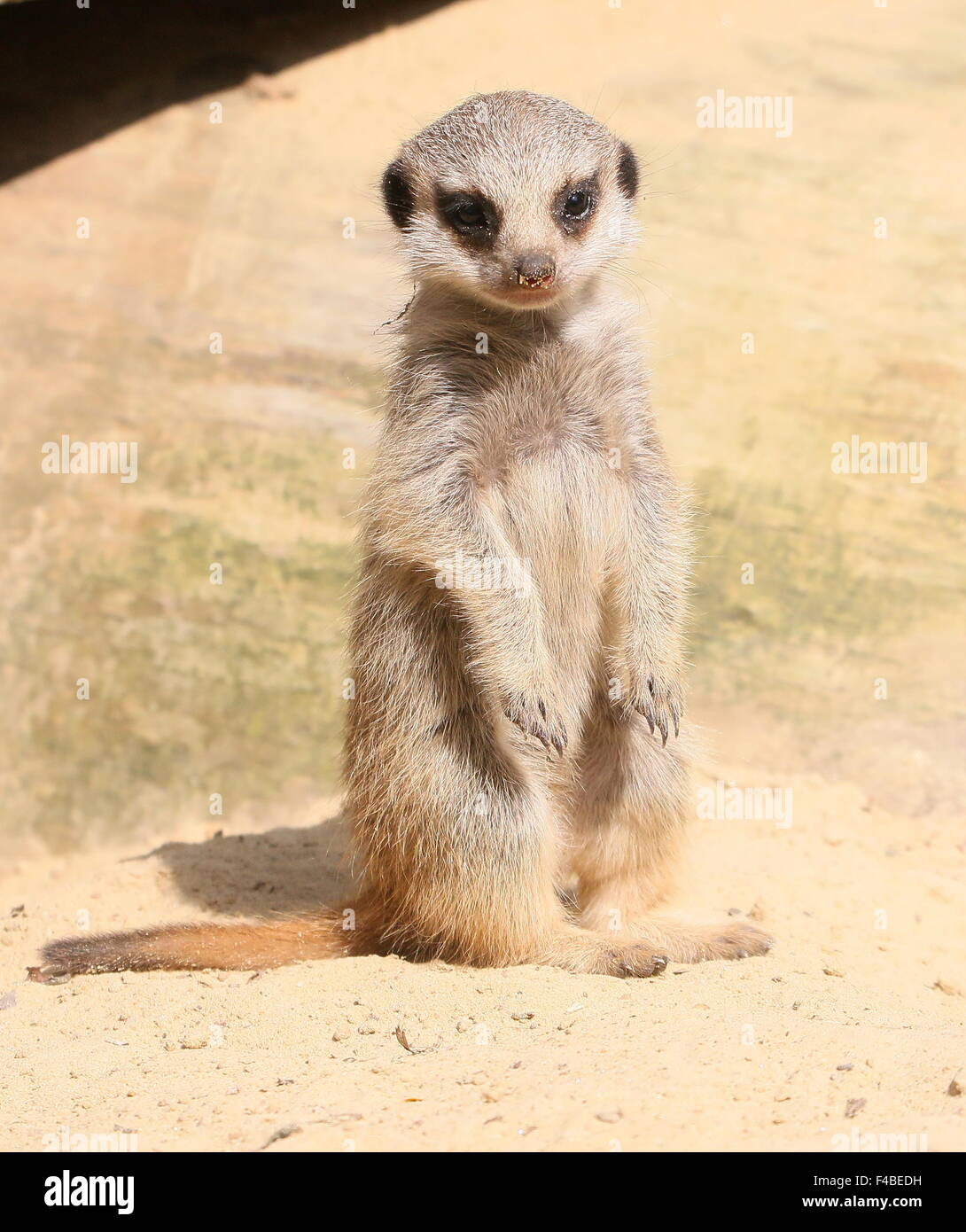 L'Afrique du Sud pour mineurs Meerkat (Suricata suricatta) debout sur ses pattes Banque D'Images
