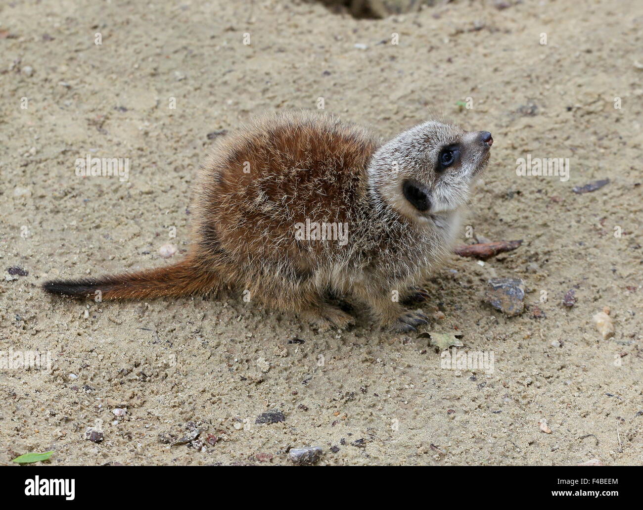 Cute baby Meerkat d'Afrique du Sud (Suricata suricatta) Banque D'Images