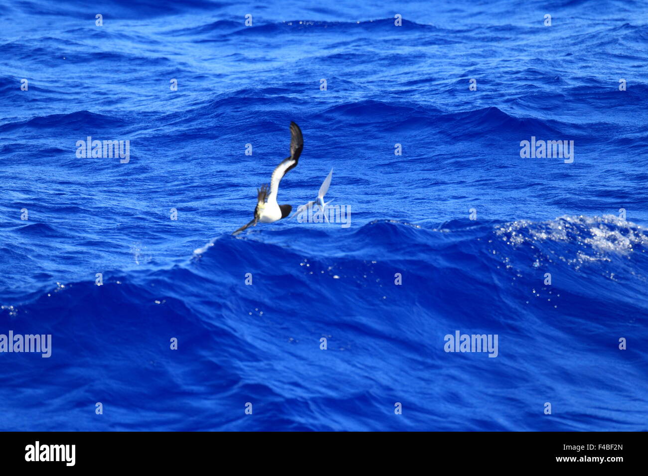 Fou brun (Sula leucogaster) au Japon Banque D'Images