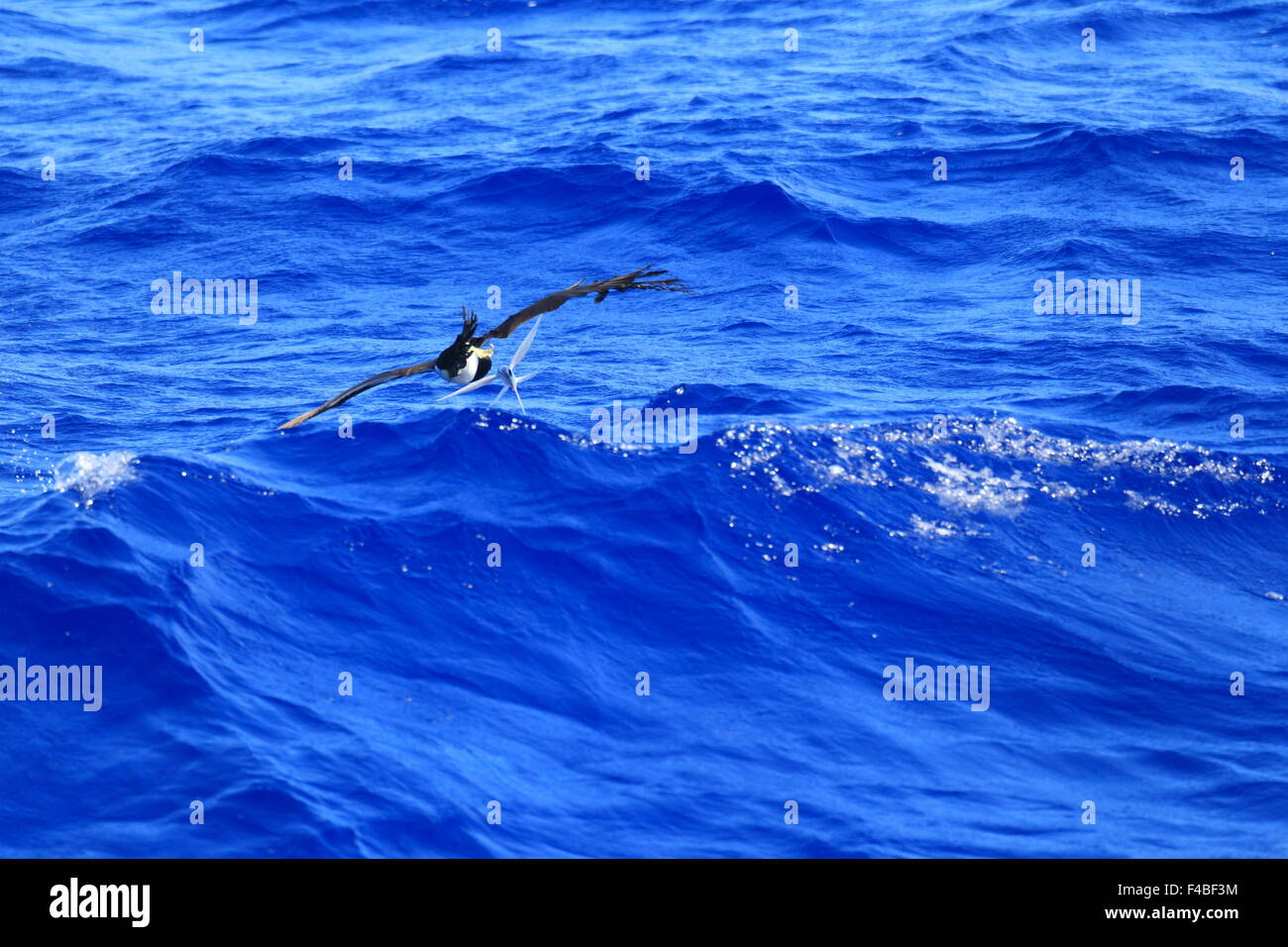 Fou brun (Sula leucogaster) au Japon Banque D'Images