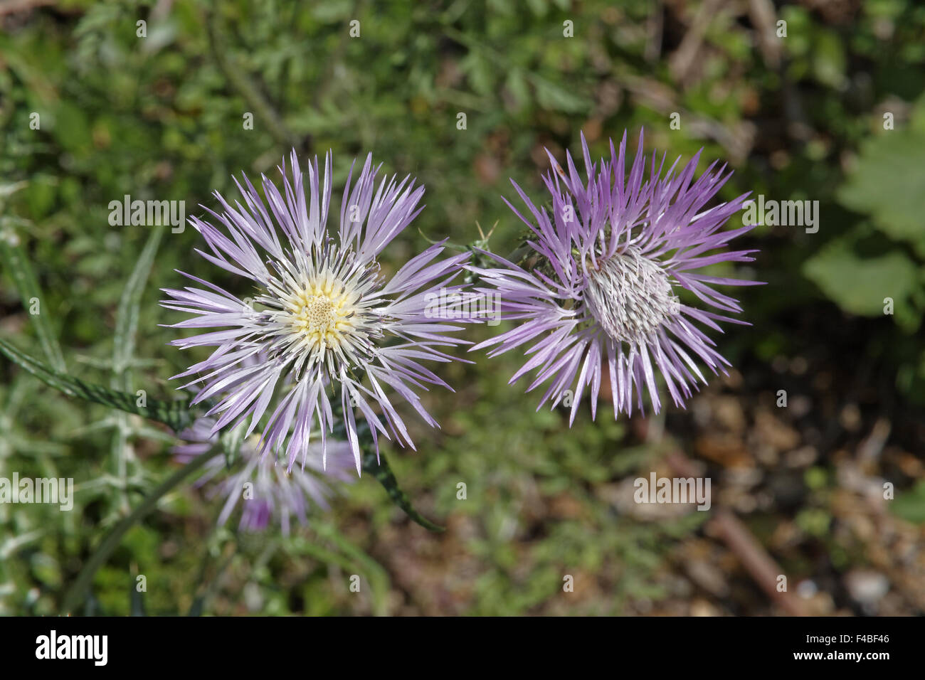 Galactites tomentosa, chardon pourpre Banque D'Images
